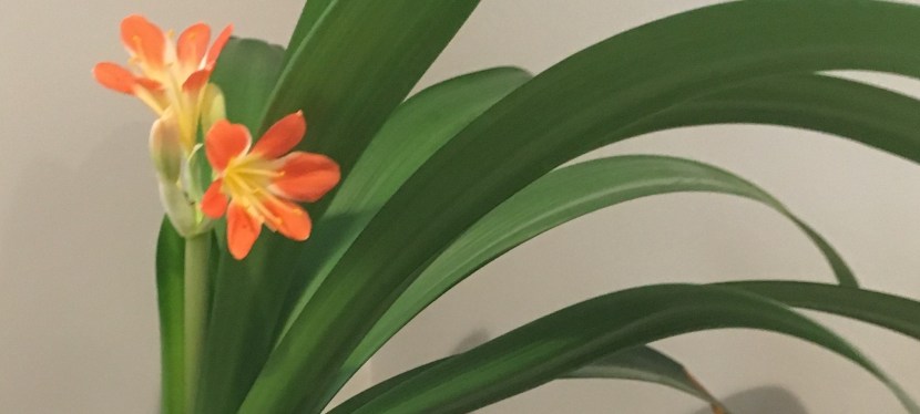 A Tribute to My Biggest Fan