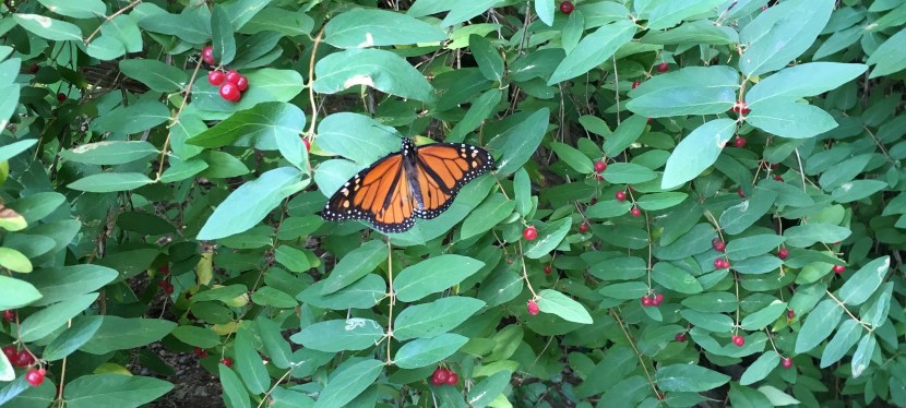 A Wild and Wacky Wildlife&nbsp;Extravaganza