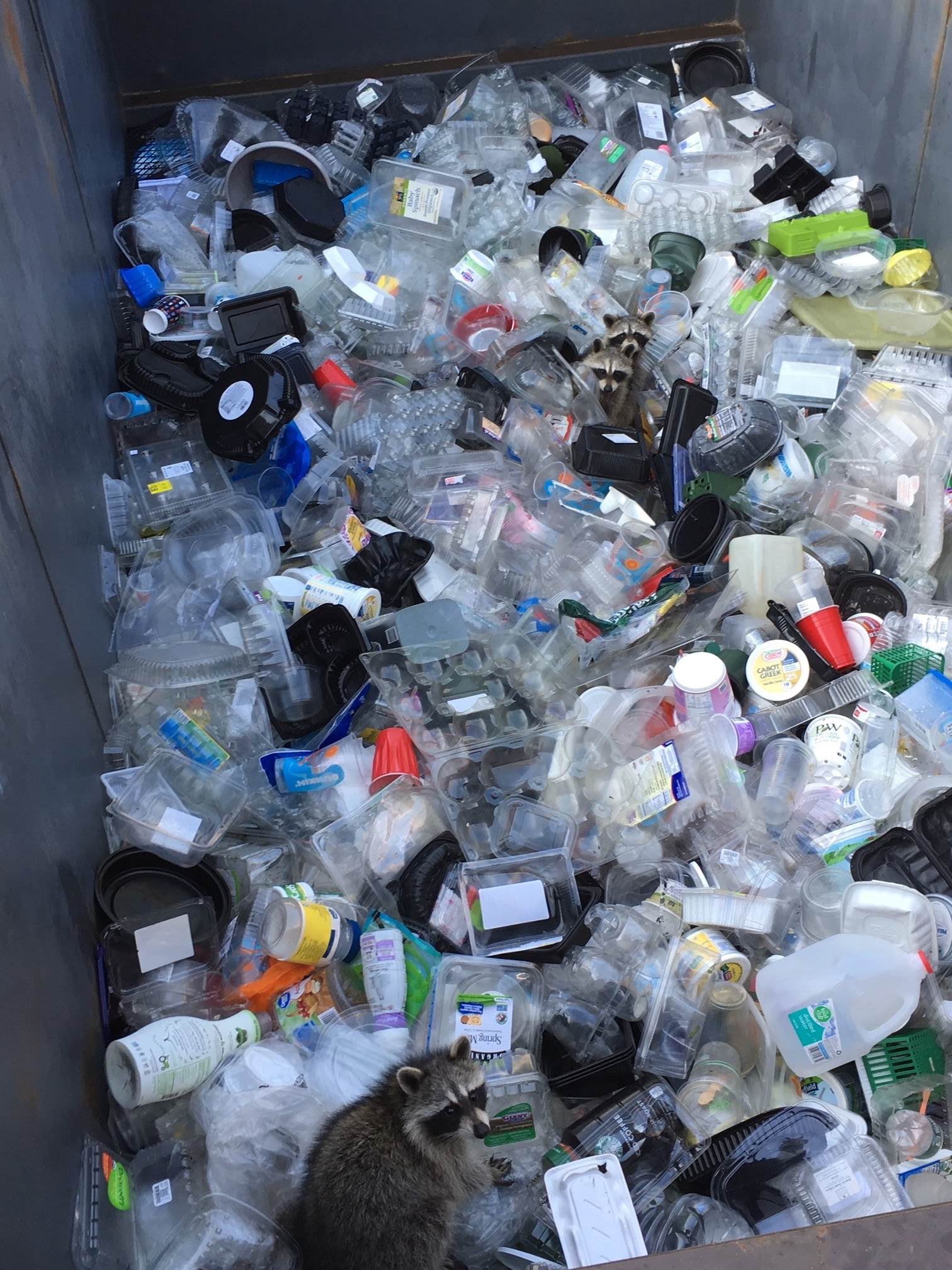 Where's Waldo at the Dump