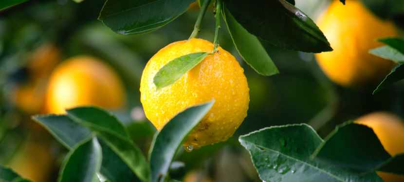 The Parable of the Lemon&nbsp;Seed