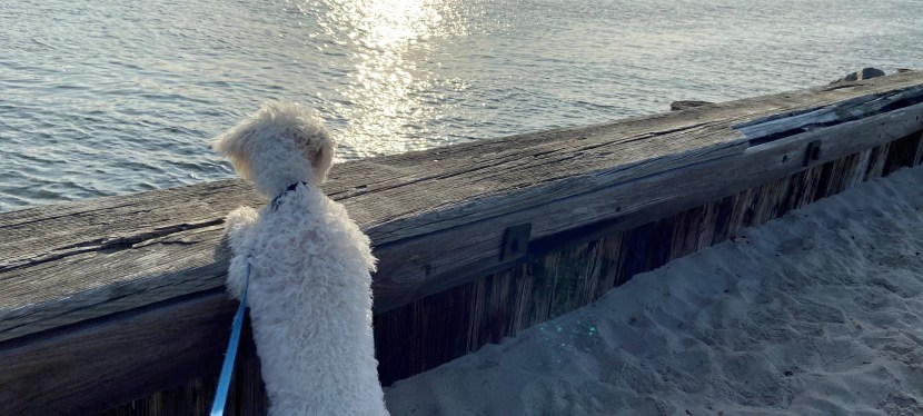 It’s a Dog’s Life: Lessons from My Dog Part II (Heel!!! Or&nbsp;Heal?)