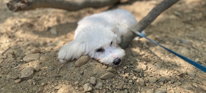 It’s a Dog’s Life: Lessons from My Dog Part I (Setting the&nbsp;Scene)