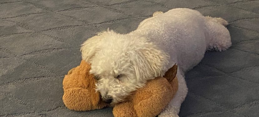 It’s a Dog’s Life: Lessons from My Dog VII (Find Place and&nbsp;CHILL)